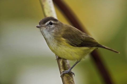 Brown-capped Vireo (Vireo leucophrys), Ecuador, South America