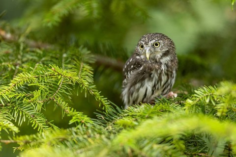 Eurasian Pygmy Owl (Glaucidium passerinum) captive, Bavaria, Germany, Europe