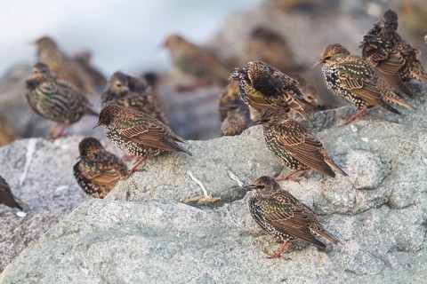 Common Starling - Star - Sturnus vulgaris ssp. vulgaris, Germany, Europe