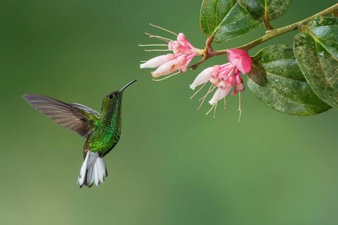 Coppery-headed Emerald (Elvira cupreiceps), Costa Rica, Central America