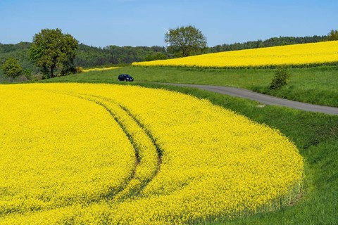 Car on a small country road through rape fields in full bloom, spring in the Elfringhauser Schweiz,