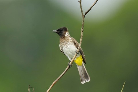 Common Bulbul (Pycnonotus barbatus), Malindi, Kenya, Africa