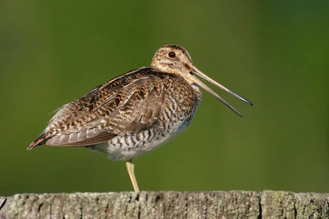 Wilson's Snipe (Gallinago delicata), Alaska, USA, North America