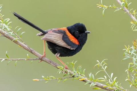 Red-backed Fairywren (Malurus melanocephalus) perched on a branch in eastern Australia