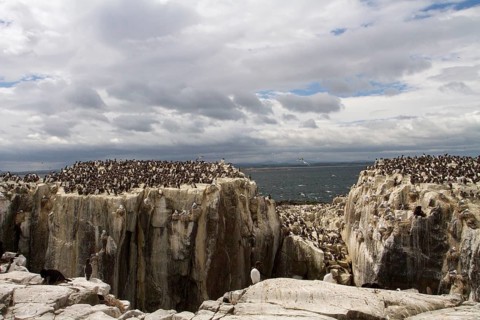 Common Murre (Uria aalge) colony, Farne Islands, United Kingdom, Europe