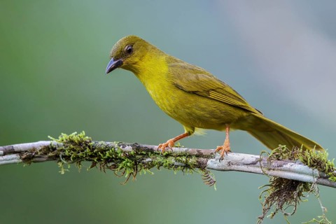 Olive-green Tanager (Orthogonys chloricterus) perched on a branch in the Atlantic rainforest of