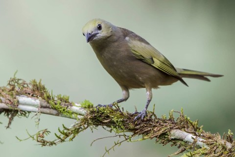 Palm Tanager (Thraupis palmarum) perched on a branch in the Atlantic rainforest of southeast Brazil