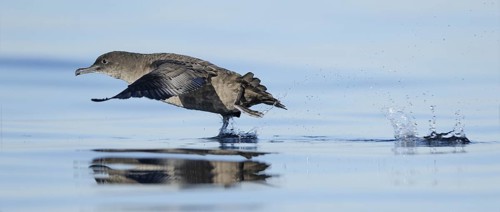 Sooty Shearwater (Ardenna grisea), British Columbia, Canada, North America