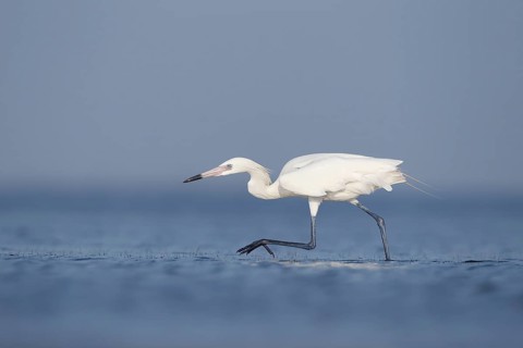 White-morph Reddish Egret : Mustang Island State Park : Port Aransas, TX