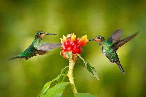 Hummingbird Green-crowned Brilliant, Heliodoxa jacula, green bird from Costa Rica flying next to