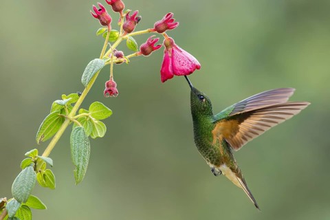 Buff-tailed Coronet (Boissonneaua flavescens) flying while feeding at a flower in Colombia, South