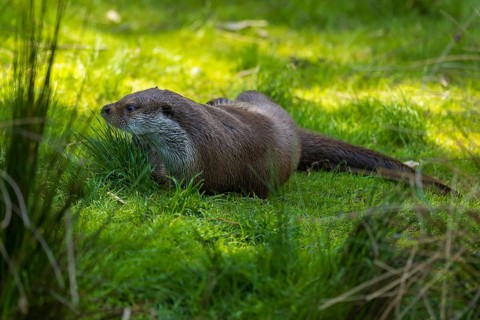 A lying otter relaxing on a green meadow, European otter (Lutra lutra), Germany, Europe