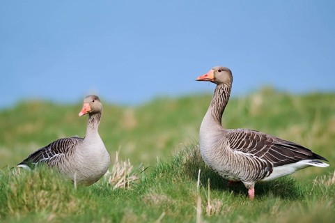 Greylag goose (Anser anser) couple on a field, wildlife, Helgoland, Germany, Europe