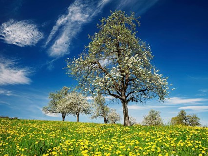 Field of flowering dandelions and pear trees (Pyrus communis), Beinwil, Freiamt, Canton Aargau,