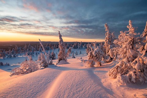 Winter landscape with snow-covered trees, Riisitunturi National Park, Posio, Lapland, Finland,