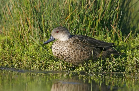 Grey Teal (Anas gracilis), Victoria, Australia, Oceania