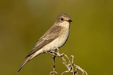 Spotted Flycatcher (Muscicapa striata) perched on a branch, Smaland, Sweden, Europe