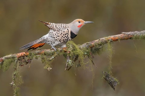 Northern Flicker (Colaptes auratus) male perched on a branch, British Columbia, Canada, North