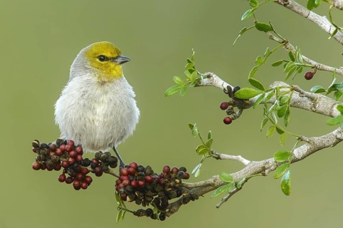 Verdin (Auriparus flaviceps), Texas, USA, North America