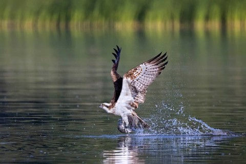 Western osprey (Pandion haliaetus) catching fish in its talons from water surface of lake in summer