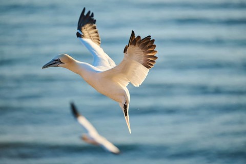 Northern gannet (Morus bassanus) flying over the sea at sunset, wildlife, Helgoland, Germany,