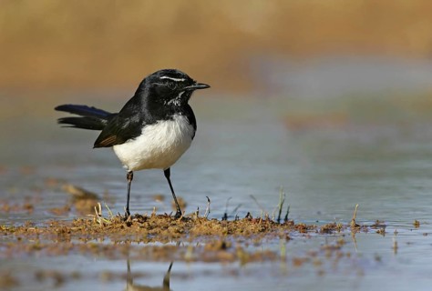 Willie Wagtail (Rhipidura leucophrys), Queensland, Australia, Oceania