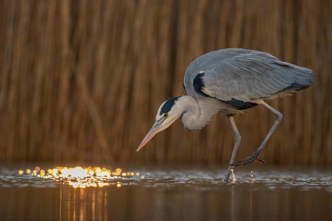 Grey Heron (Ardea cinerea) hunting in the morning light, Pusztaszer, Hungary, Europe