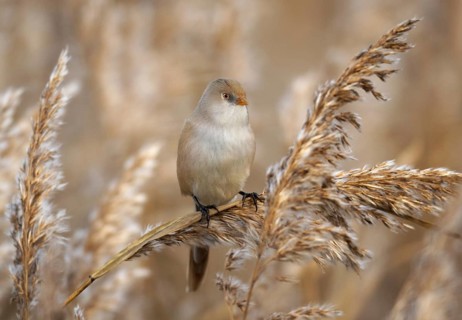 Bearded Reedling (Panurus biarmicus) female, Mecklenburg-Western Pomerania, Germany, Europe