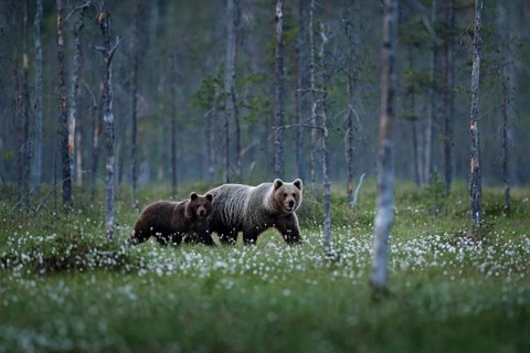 Bear family in summer cotton grass. Bear cub with mother. Beautiful animals hidden in the forest.