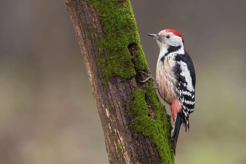 Middle Spotted Woodpecker (Dendrocoptes medius) climbing up old mossy tree trunk, Poland, Europe