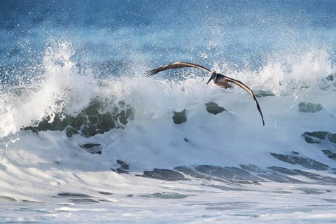 Brown Pelican (Pelecanus occidentalis) flying over the surf on the beach, Santa Rosa, Guatemala,
