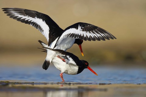 Eurasian Oystercatcher (Haematopus ostralegus) pair mating, North Rhine-Westphalia, Germany, Europe