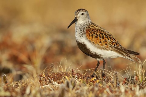 Dunlin (Calidris alpina) feeding on the tundra in Northern Alaska
