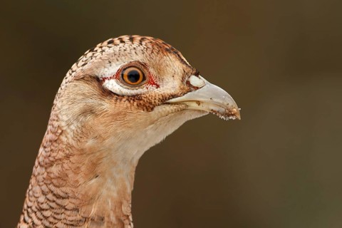 Common Pheasant (Phasianus colchicus) female, Utrecht, Netherlands