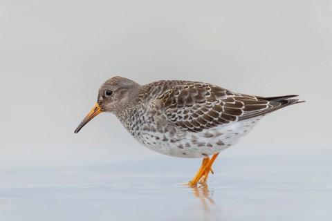 Meerstrandläufer, Calidris maritima Purple Sandpiper, Calidris maritima