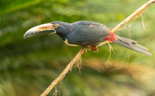 Collared aracari, Halsbandarassari (Pteroglossus torquatus)