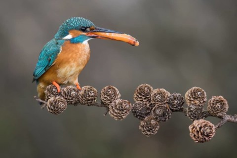 Common Kingfisher (Alcedo atthis) female perched on a branch with a fish in its beak, Lower Saxony,