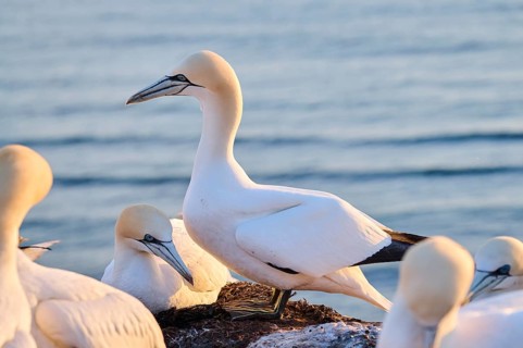 Northern gannet (Morus bassanus) couple on the ground at sunset, wildlife, Helgoland, Germany,