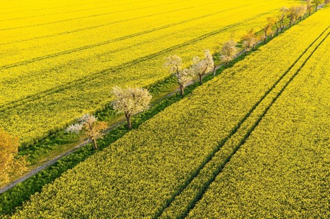 Alley with blossoming fruit trees between rape fields, aerial view in evening light, Wölkisch,
