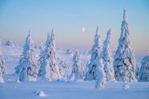 Winter landscape with snow-covered trees, Riisitunturi National Park, Posio, Lapland, Finland,