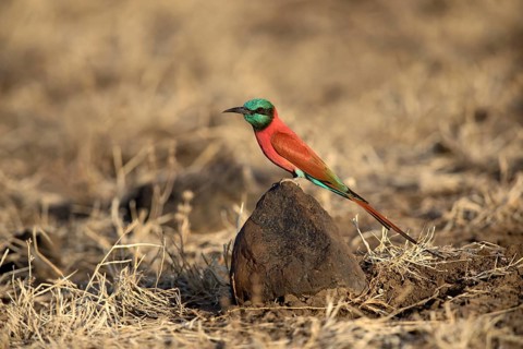 Northern Carmine Bee-eater (Merops nubicus), Aledeghi National Park, Ethiopia, Africa