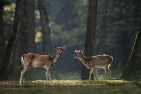 Fallow Deer (Dama dama) two female in forest, Germany, Europe