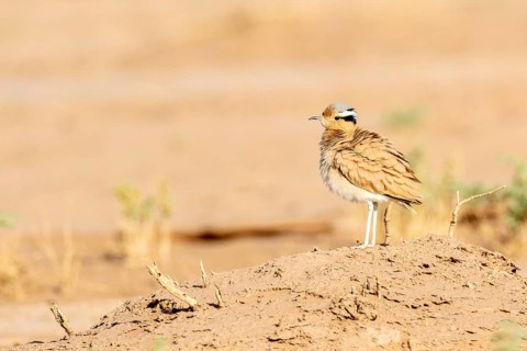 Cream-colored Courser (Cursorius cursor) perched on the ground, Zagora, Morocco, Africa