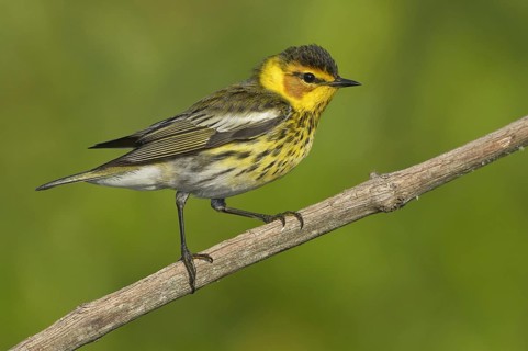 Cape May Warbler (Setophaga tigrina), Texas, USA, North America