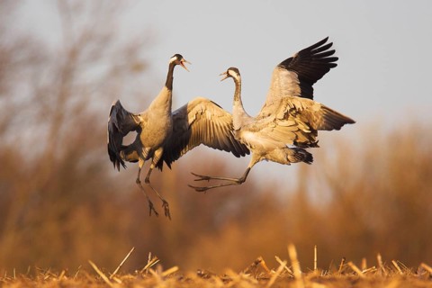 Common Crane (Grus grus), Mecklenburg-Western Pomerania, Germany, Europe