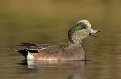 American Wigeon (Mareca americana) male, New Mexico, USA, North America