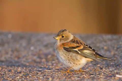 Brambling - Bergfink - Fringilla montifringilla, Germany, 1st cy male, Europe