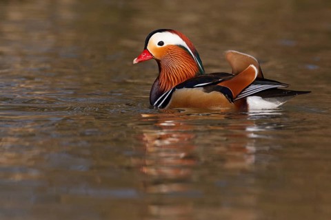 Mandarin Duck (Aix galericulata) male, Baden-Wuerttemberg, Germany, Europe