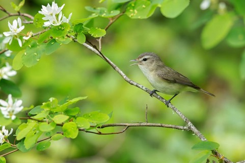 Warbling Vireo (Vireo gilvus) perched on a branch in Victoria, BC, Canada, North America