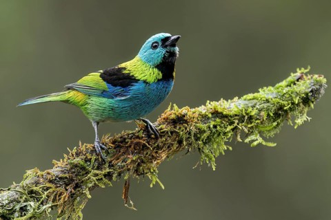 Green-headed Tanager (Tangara seledon) perched on a branch in the Atlantic Rainforest of Brazil
